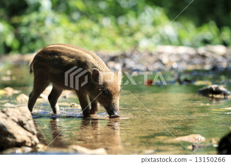 Good morning 13150266