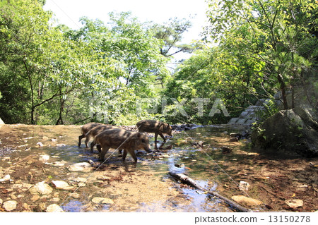 Good morning 13150278