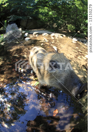 Good morning 13150279