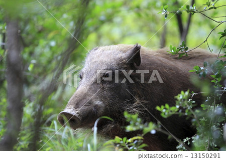 早上好 早上好 13150291
