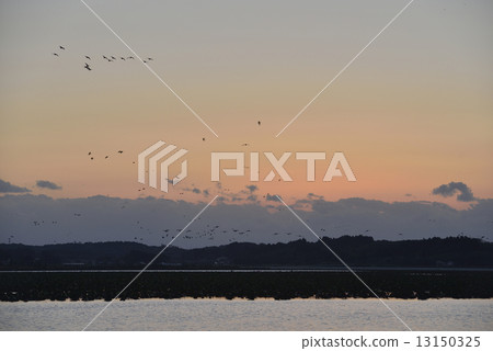 Waterfowl's paradise evening landscape / Miyagi prefecture Izu-numa 13150325