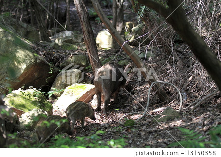 Good morning 13150358