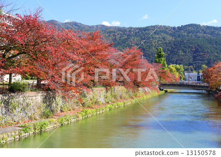 Kyoto Okazaki Biwa Cherry tree of hydrophobic autumnal leaves 13150578