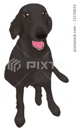 Flat coated retriever 13150632