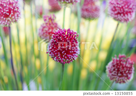 Decorative bows alliums. 13150855
