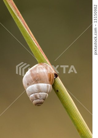 Small snail 13150982