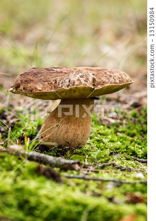 Porcini fungi Porcini fungi 13150984