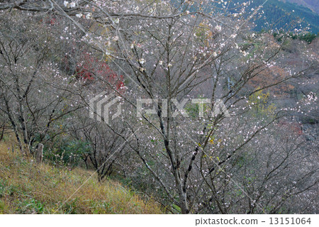 冬天櫻花樹 13151064