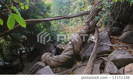 Big tree root on the forest 13151186