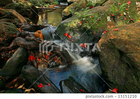 Red maple leaves at waterfall of Phu Kradueng 13151210