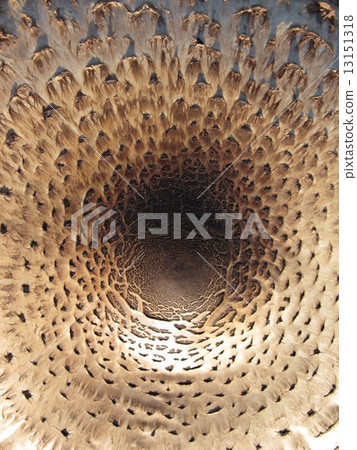 texture of the mushroom cap, top view 13151318