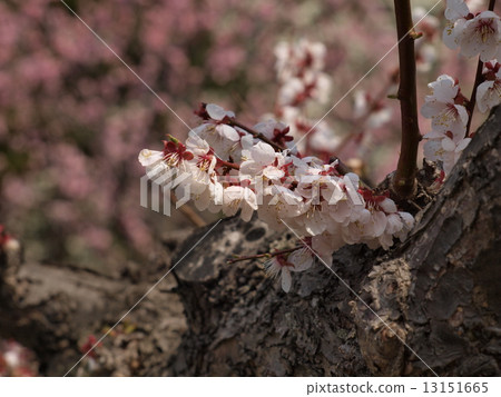 櫻桃分支 13151665