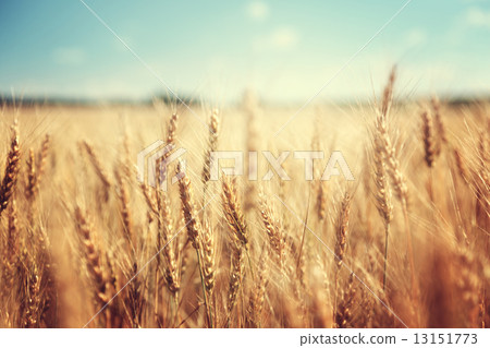 golden wheat field and sunny day golden wheat field and sunny day 13151773