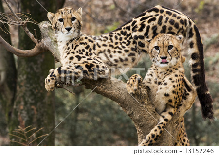 King cheetah kid climbing a tree 13152246