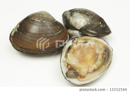 Hokkaido hockey shellfish 13152584