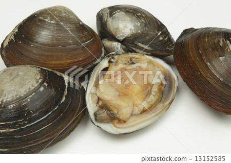 Hokkaido hockey shellfish 13152585
