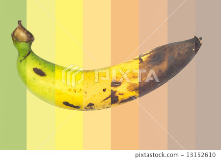 Banana Banana 13152610