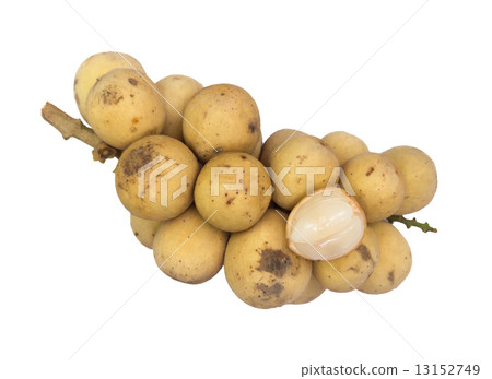 Longkong Longkong 13152749
