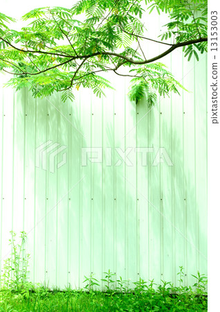 新鮮的綠色nympaku 13153003