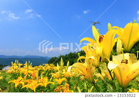 Lily of Hunter Mountain 13153022