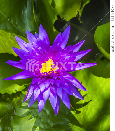 Beautiful magenta lotus flower 13153082