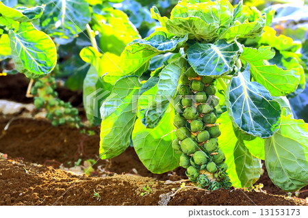 Brussels sprouts field 13153173