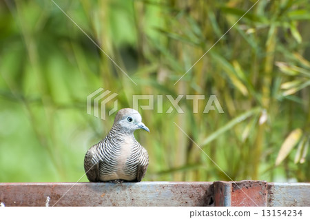 Turtledove Turtledove 13154234