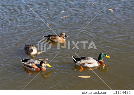 Mallard and other ponds of the Temple Park 13154425
