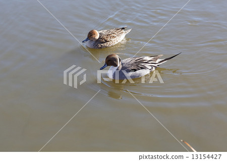 Tsuga no Onokagamamo at the pond in the Temple Park 13154427