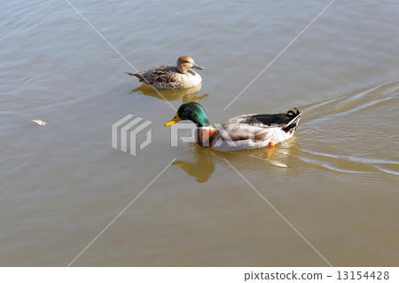 野鴨野鴨的雌性和珍珠公園池塘的獵鷹 野鴨野鴨的雌性和珍珠公園池塘的獵鷹 13154428