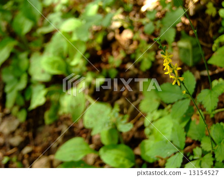 Himekin mizuhiki 13154527