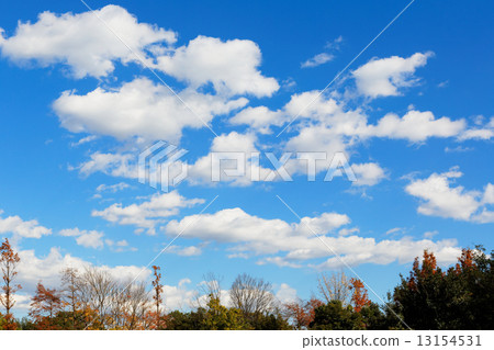 Autumnal leaves and blue sky of Misato Park 13154531