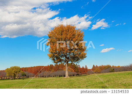 在美里公園的秋葉和大Toukaede的藍天 13154533