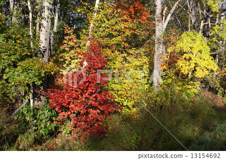 Autumn maple Autumn maple 13154692
