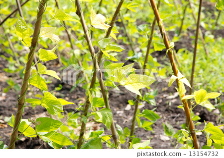 Yardlong bean farm  13154732