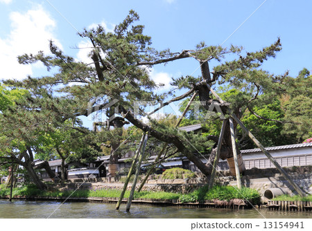 Matsue Castle, a samurai residence of Shiomi naori seen from the Horikawa pleasure boat 13154941