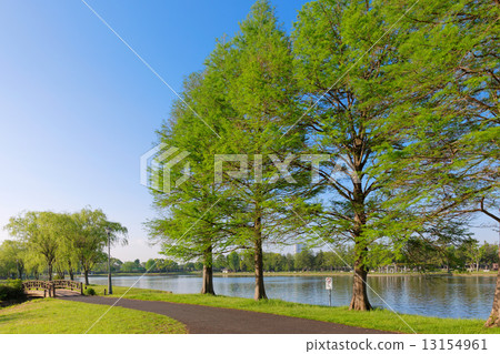 Young leaves and fresh green in the forest of Misato Park's Metasequoia 13154961