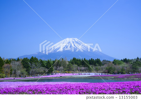 Fuji Shiba cherry-blossom Festival Fuji Shiba cherry-blossom Festival 13155003