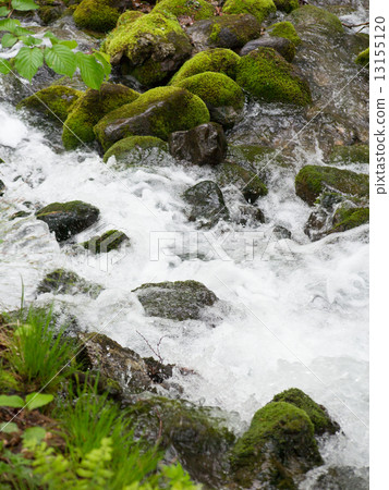 Fresh green stream Fresh green stream 13155120