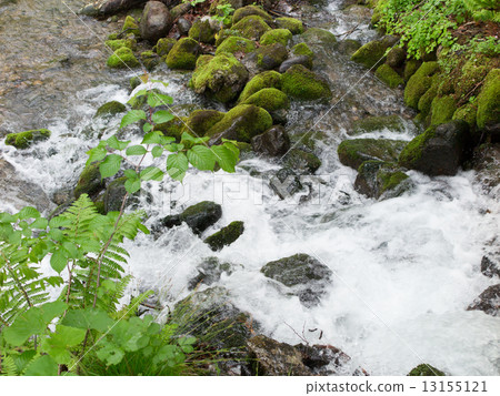Fresh green stream Fresh green stream 13155121