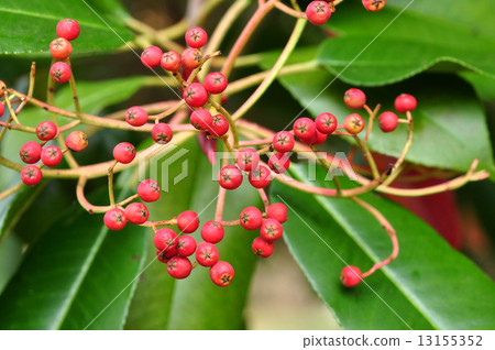 Flying fish 13155352