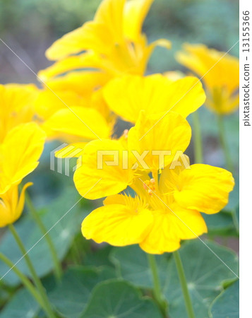 黃鈉：金蓮花 13155366