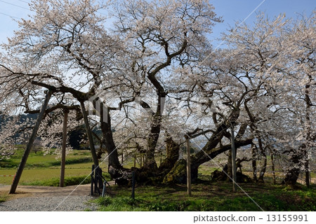 石櫻桃樹 13155991