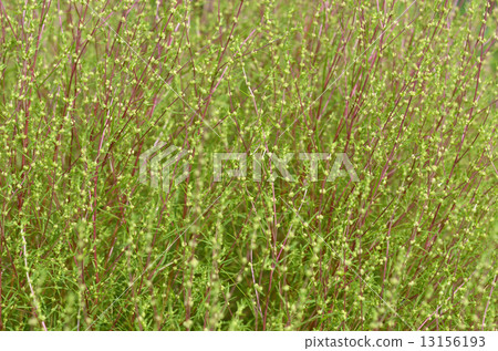 Horoscogus（烤草） 13156193