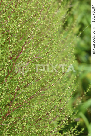 Horoscogus（烤草） 13156194