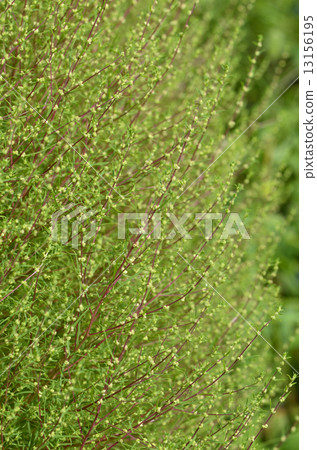 Horoscogus (broiled grass) 13156195