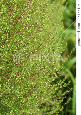 Horoscogus (broiled grass) 13156196