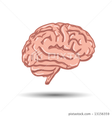 illustration of human brain on white background illustration of human brain on white background 13156359