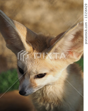 Fennec Fennec 13156429