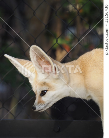 Fennec Fennec 13156430